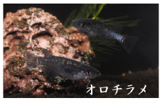 0030-004 メダカ「オロチラメ」3ペア