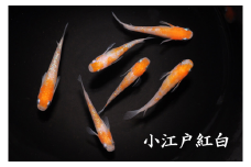 0080-001 メダカ「小江戸紅白」3ペア