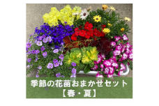 0010-058 季節の花苗おまかせセット
