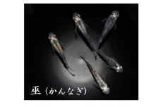 0040-008  メダカ「巫（かんなぎ）」2ペア