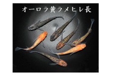 0040-010 メダカ「オーロラ黄ラメヒレ長」2ペア