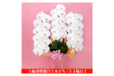 0060-001 大輪胡蝶蘭　白3本立ち　33輪クラス（ラッピング付）