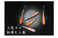 0010-090 メダカ「三色ラメ松井ヒレ長」1ペア