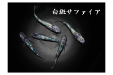 0050-007 メダカ「白斑サファイア」３ペア