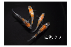 0010-091 メダカ「三色ラメ」1ペア