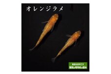 0010-050 メダカ「オレンジラメ」2ペア