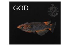 0040-019 メダカ「GOD」2ペア