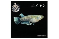 0050-010 メダカ「エメキン（マリアージュキッシングワイドフィン・エメラルドフィンタイプ）」3ペア