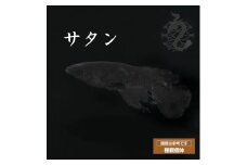 0010-087 メダカ「サタン」1ペア