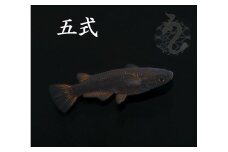 0030-022 メダカ「五式」2ペア