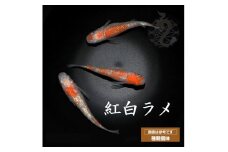 0010-096 メダカ「紅白ラメ（Aクラス）」1ペア