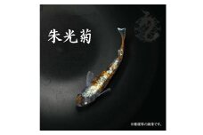 0060-003 メダカ「朱光菊（Aクラス）」1ペア
