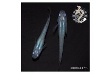 0011-002　メダカ「しずく」１ペア