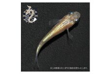 0020-084　メダカ「ヒミツヘイキ」１ペア