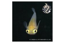 0035-004　メダカ「ポニョ」２ペア