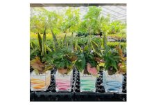 みさと市カラーの観葉植物　4種【1392446】