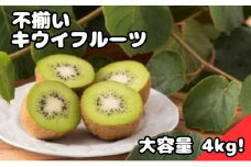 キウイフルーツ (グリーン) 不揃い 4kg以上【 埼玉県 蓮田産 】