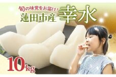 蓮田市産 日本梨 幸水 10kg フルーツ 果物 ナシ なし 甘い みずみずしい シャリシャリ 食感 果汁 くだもの デザート おやつ お取り寄せ 産地直送 ギフト 贈答用 家庭用 埼玉県 蓮田市