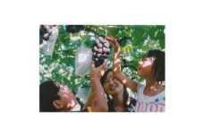 坂戸市小島ぶどう園でのぶどう狩り【1617839】