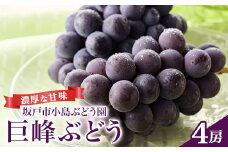 坂戸市小島ぶどう園産の巨峰ぶどう 4房【1617841】