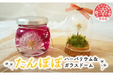 たんぽぽハーバリウム＆ガラスドーム - ハーバリウム ガラスドーム たんぽぽ 綿毛 インテリア ご自宅用 ギフトお祝い 贈り物 埼玉県 幸手市