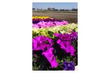 010-019　花だん苗詰め合わせ