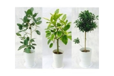 プロが選ぶ厳選・観葉植物　7号鉢　【11246-0027】