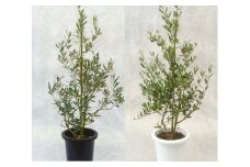 プロが選ぶ観葉植物～平和のシンボル　オリーブ～　8号鉢　【11246-0029】