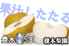 果汁したたる榎本梨園自慢の完熟梨　豊水5玉（4L～5L）　【11246-0144】