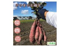 恵農園の さつまいも掘り ペアチケット 計8株分の収穫体験とお持ち帰り 芋掘り 紅はるか べにはるか 収穫体験  手ぶらでさつまいも掘り