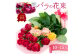 一生に一度は贈られたい・・・憧れのバラの花束