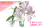 大きめの花瓶をご用意ください。季節によりますが、このくらいのボリュームで届きます
