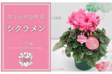 生産者直送！丹精込めて栽培されたシクラメン（6号鉢） シクラメン農家直送 戸井田園芸 埼玉県 伊奈町 