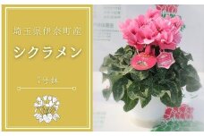 生産者直送！丹精込めて栽培されたシクラメン（7号鉢）シクラメン農家直送 戸井田園芸 埼玉県 伊奈町 