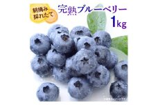 【先行予約 2024年産】朝摘み完熟フレッシュブルーベリー1kg ／果物 フルーツ 数量限定 埼玉県伊奈町
