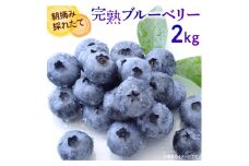 【先行予約 2025年産】朝摘み完熟フレッシュブルーベリー2kg ／果物 フルーツ 数量限定 埼玉県伊奈町