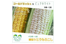 朝採りとうもろこし ゴールドラッシュ ＆ ピュアホワイト 10本～12本 2024年産先行予約 