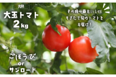 完熟大玉トマト2kg 埼玉県伊奈町 ごほうび or サンロード 贈答用 2025年産