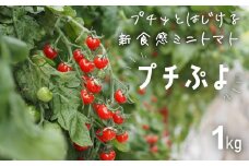 プチぷよ 1kg 埼玉県伊奈町 プチッとはじける新食感 ミニトマト ［2025年産・数量限定］