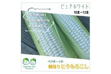 朝採りとうもろこし ピュアホワイト 10本～12本 2024年産先行予約 白いとうもろこし