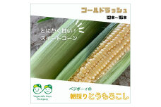 朝採りとうもろこし ゴールドラッシュ 12本～15本 2024年産先行予約