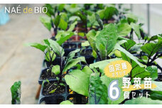 【NAÉ de BIO】野菜苗 固定種 おまかせ 6個セット 有機農家 ないとう農園 有機農業 土壌医　2025年4月中旬以降発送分 