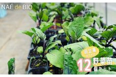 【NAÉ de BIO】野菜苗 固定種 おまかせ 12個セット 有機農家 ないとう農園 有機農業 土壌医 2025年4月中旬以降発送分