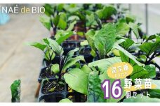 【NAÉ de BIO】野菜苗 固定種 おまかせ 16個セット 有機農家 ないとう農園 有機農業 土壌医 2025年4月中旬以降発送分