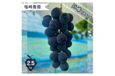 先行予約 巨峰 （種あり）2.5kg フルーツ先行予約 巨峰先行予約 2025年産 埼玉県伊奈町産  塩崎農園 ブドウ ぶどう 葡萄 果物 フルーツ 数量限定
