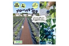 恵農園の ブルーベリー狩り ペアチケット 食べ放題 時間制限なし ブルーベリー 摘み取り体験