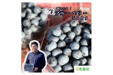 恵農園の 摘みたて 生ブルーベリー 500g フレッシュブルーベリー 品種いろいろ 養液ポット栽培