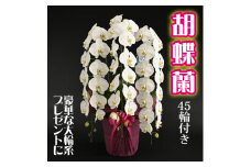 胡蝶蘭(大輪系・45輪付き)【豪華な大輪系】 FAA-085