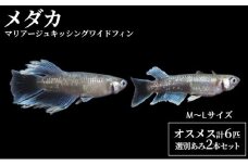 マリアージュキッシングワイドフィン　M～Lサイズ前後４匹（２ペア）+２匹　選別あみ２本セット