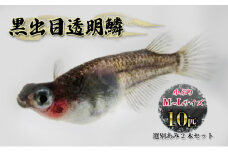 黒出目透明鱗　小ぶりM～Lサイズ前後１０匹　選別あみ２本セット